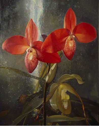 bulbophillum grandiflorum painting by Alain Senez