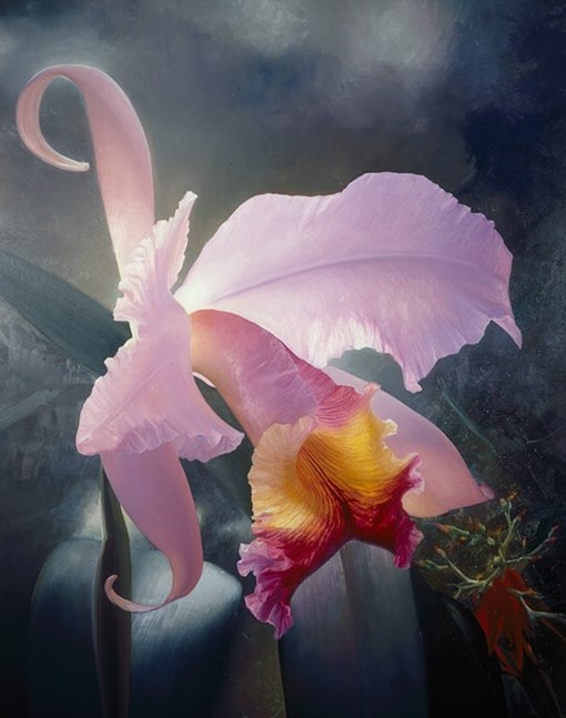 cattleya trianae painting by Alain Senez