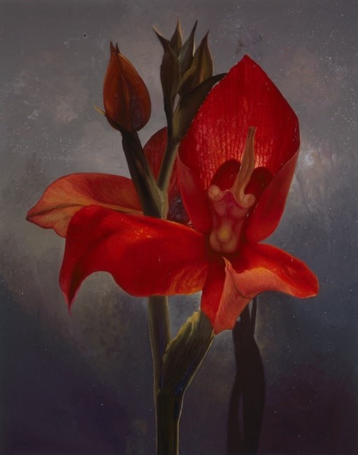 disa uniflora painting by Alain Senez