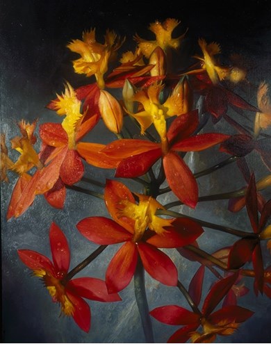 Epidendrum Ibaguense painting by Alain Senez 