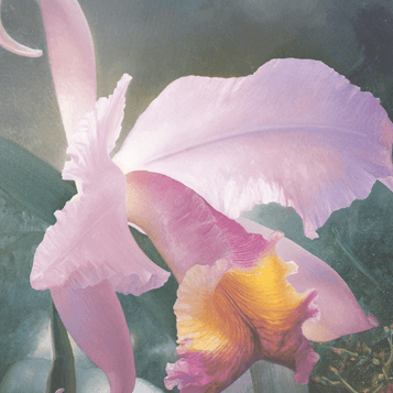 Paintings of orchids by Alain Senez