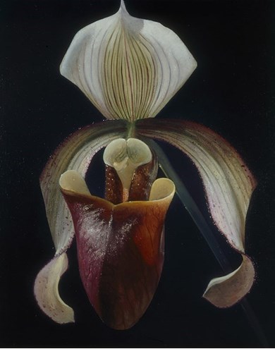 paphiopedilum painting by Alain Senez