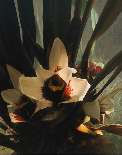 phaius flavus painting by Alain Senez