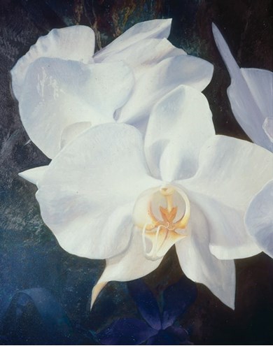 phalaenopsis painting by Alain Senez